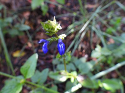 Salvia prunelloides, photographed by Leticia Jiménez Hernández