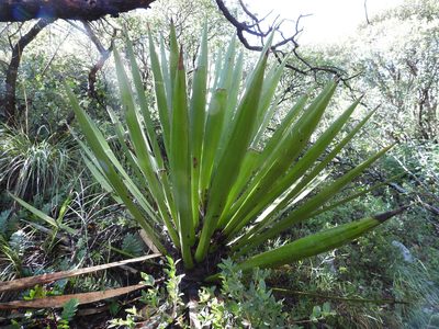 Yucca carnerosana, photographed by Leticia Jiménez Hernández