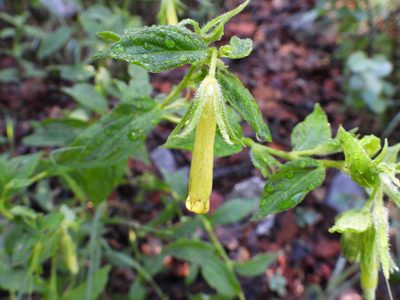 Lithospermum viride, photographed by Leticia Jiménez Hernández