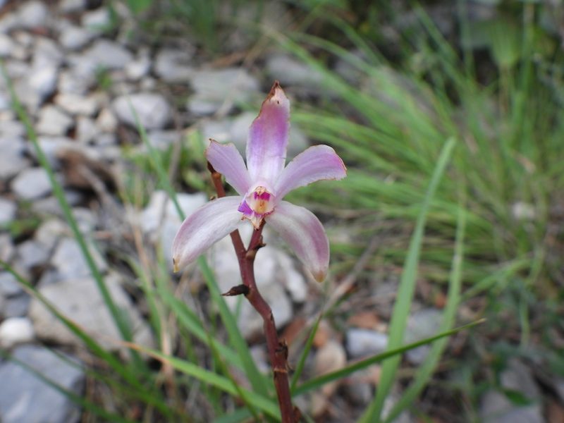 Bletia mexicana, photographed by Leticia Jiménez Hernández