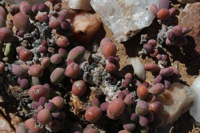 Portulacaria pygmaea, photographed by Tony Rebelo
