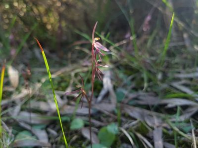 Cyrtostylis reniformis, photographed by Lek Khauv