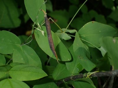 Lathyrus ochroleucus, photographed by Mary Krieger