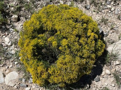 Gutierrezia microcephala, photographed by lejones417