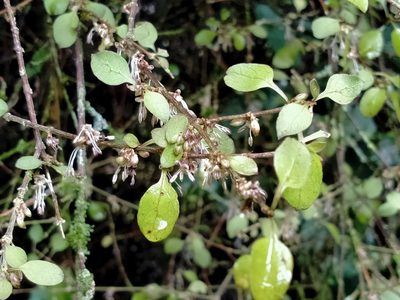 Coprosma rubra, photographed by John Barkla