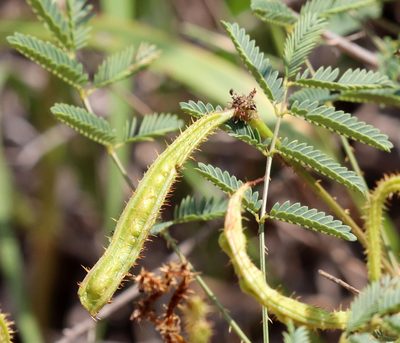 Mimosa quadrivalvis, photographed by Catherine C. Galley