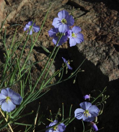 Heliophila trifurca, photographed by Tony Rebelo
