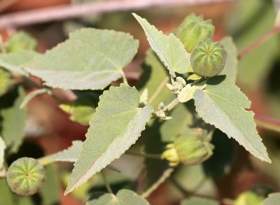 Abutilon fruticosum, photographed by Catherine C. Galley