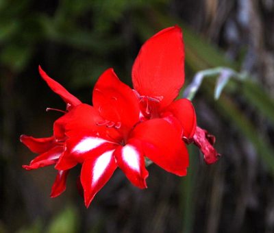 Gladiolus cardinalis, photographed by Tony Rebelo