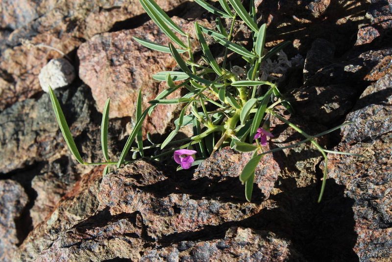 Tephrosia dregeana, photographed by Tony Rebelo