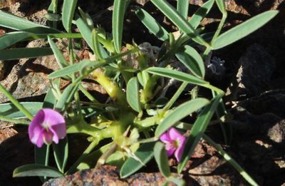 Tephrosia dregeana, photographed by Tony Rebelo