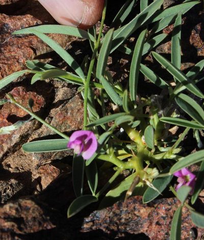 Tephrosia dregeana, photographed by Tony Rebelo