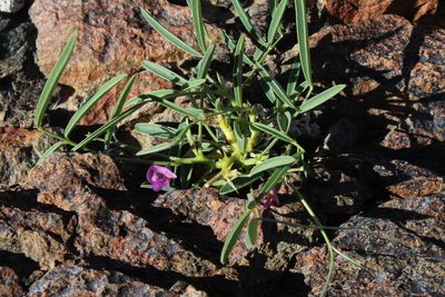 Tephrosia dregeana, photographed by Tony Rebelo
