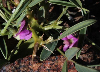 Tephrosia dregeana, photographed by Tony Rebelo