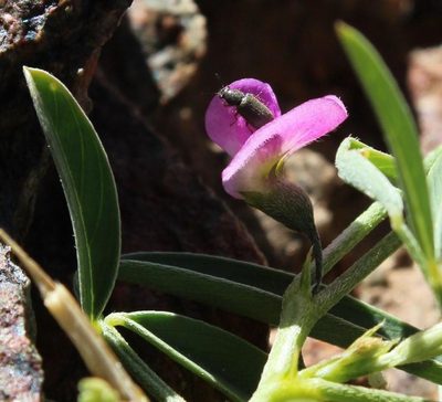 Tephrosia dregeana, photographed by Tony Rebelo