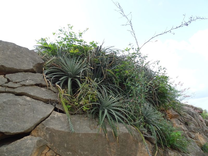 Hechtia schottii, photographed by Alexis López Hernández