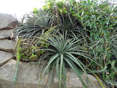 Hechtia schottii, photographed by Alexis López Hernández