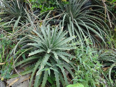 Hechtia schottii, photographed by Alexis López Hernández