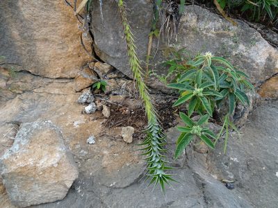 Hechtia schottii, photographed by Alexis López Hernández