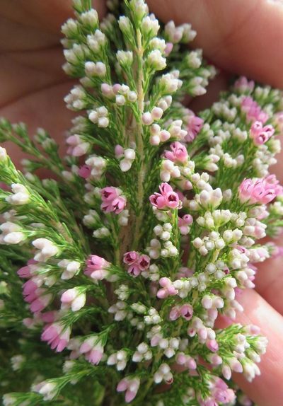 Erica jacksoniana, photographed by linkie