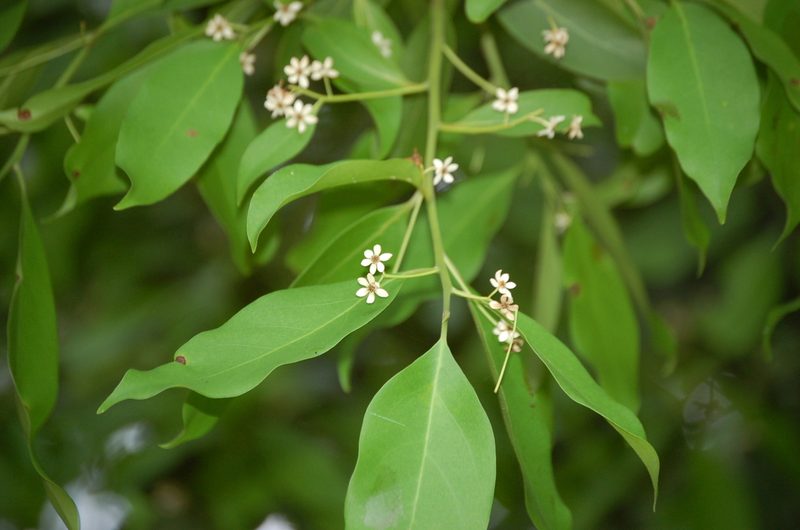 Nectandra hihua, photographed by Neptalí Ramírez Marcial