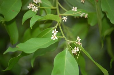 Nectandra hihua, photographed by Neptalí Ramírez Marcial