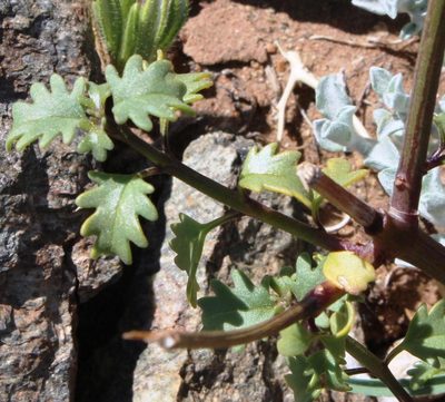 Chascanum garipense, photographed by Tony Rebelo
