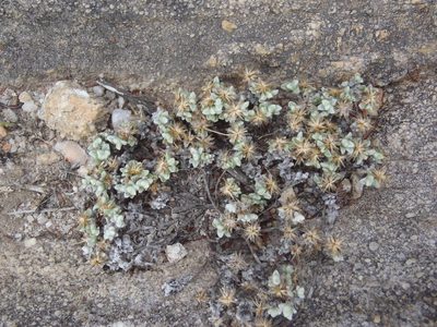 Helichrysum saxicola, photographed by Nicola van Berkel