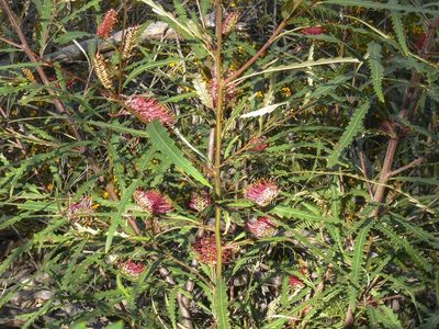 Grevillea longifolia, photographed by dhfischer