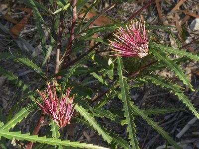 Grevillea longifolia, photographed by dhfischer