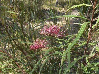 Grevillea longifolia, photographed by dhfischer