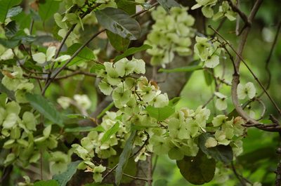 Hiraea reclinata, photographed by Neptalí Ramírez Marcial
