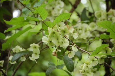 Hiraea reclinata, photographed by Neptalí Ramírez Marcial