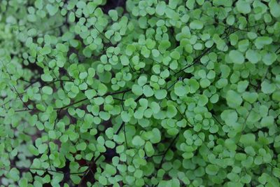 Adiantum tricholepis, photographed by Ricard Busquets Reverte