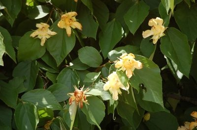 Luehea speciosa, photographed by Neptalí Ramírez Marcial
