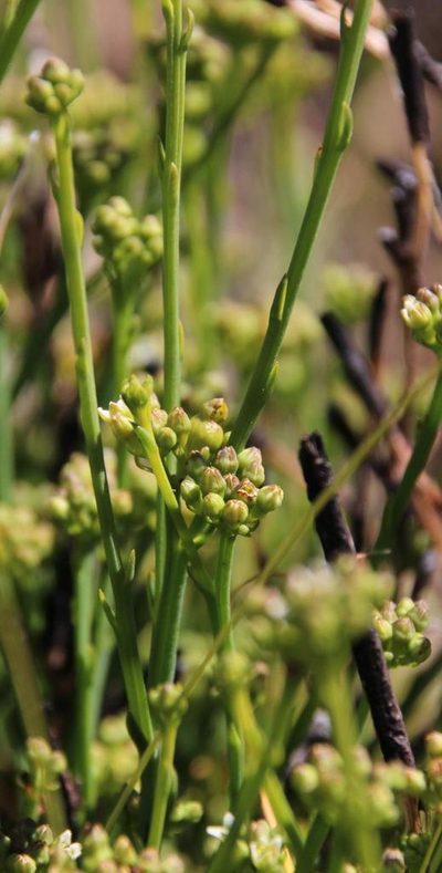Thesium schumannianum, photographed by Tony Rebelo