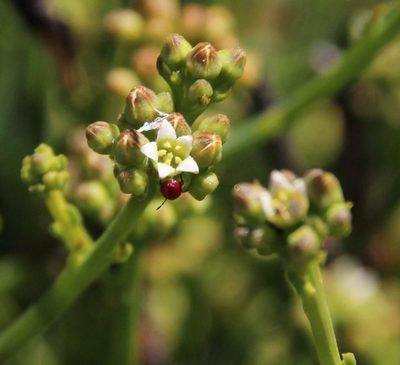 Thesium schumannianum, photographed by Tony Rebelo