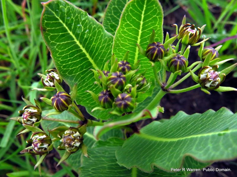 Woodia verruculosa, photographed by Peter Warren