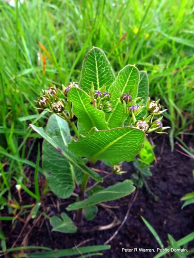 Woodia verruculosa, photographed by Peter Warren