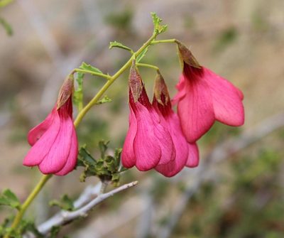 Hermannia stricta, photographed by Tony Rebelo