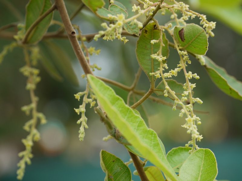 Searsia parviflora, photographed by Dinesh Valke