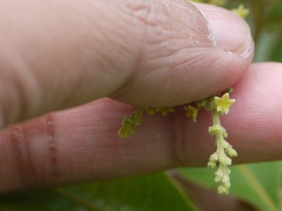 Searsia parviflora, photographed by Dinesh Valke