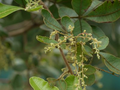 Searsia parviflora, photographed by Dinesh Valke