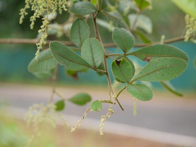 Searsia parviflora, photographed by Dinesh Valke