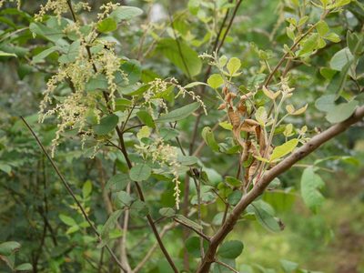 Searsia parviflora, photographed by Dinesh Valke
