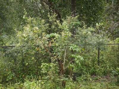Searsia parviflora, photographed by Dinesh Valke