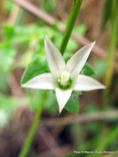 Wahlenbergia madagascariensis, photographed by Peter Warren