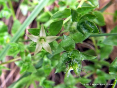 Wahlenbergia madagascariensis, photographed by Peter Warren