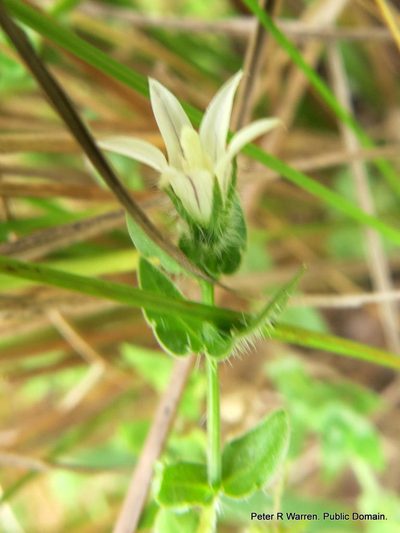 Wahlenbergia madagascariensis, photographed by Peter Warren