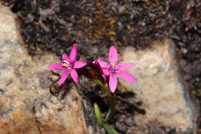 Thereianthus minutus, photographed by Tony Rebelo